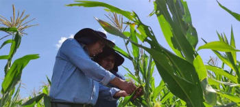 Emapa destaca avance de su siembra de maíz en Guarayos y prevé producir 4 toneladas por hectárea