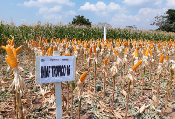 Señalan que productores de maíz utilizan urea de YPFB