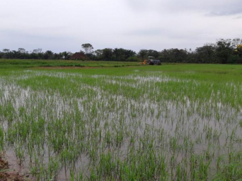 EMAPA apoyó la producción de más de 72 mil t de arroz en campaña verano 2019 – 2020