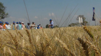 Urea de YPFB sube hasta un 60% el rendimiento del trigo