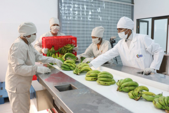 Bolivia negocia con empresas de cuatro países la exportación de fruta liofilizada