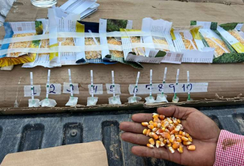 Ministro dice que Emapa no acopia maíz transgénico luego de denuncias de productores
