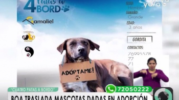 “4 Patas a Bordo” | Mascotas que cruzan fronteras en busca de un hogar