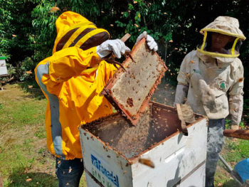 Impulsan producción de miel en el departamento de Cochabamba