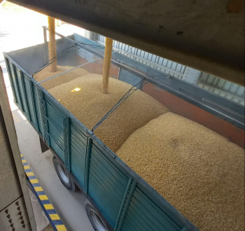 Emapa garantiza 211.500 t de trigo y 100.000 t de maíz para la seguridad alimentaria este año