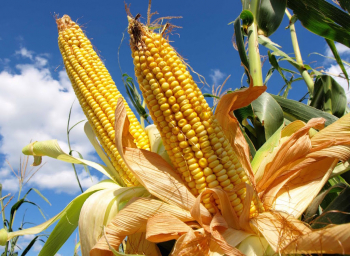 Emapa alista siembra de maíz en el norte de La Paz con Bs 20 millones de inversión
