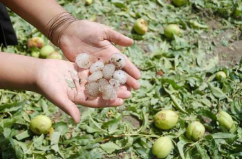 EMAPA y el INSA acuerdan garantizar producción de alimentos e incentivo a pequeños productores