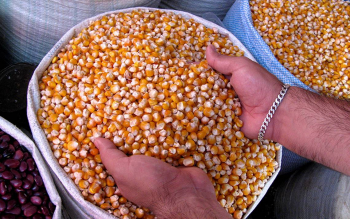 Emapa inicia acopio de maíz y garantiza pago inmediato a productores de ese grano