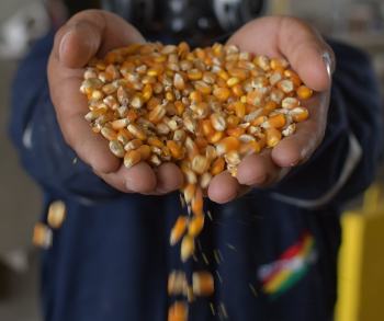 Emapa entregó 145.000 toneladas de maíz para abastecimiento de alimentos a precio justo