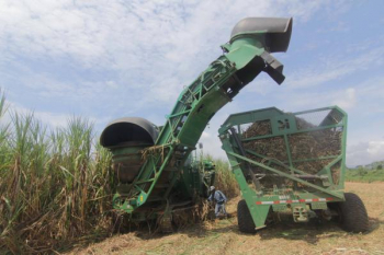 Etanol incrementa el cultivo de caña a 159 mil hectáreas